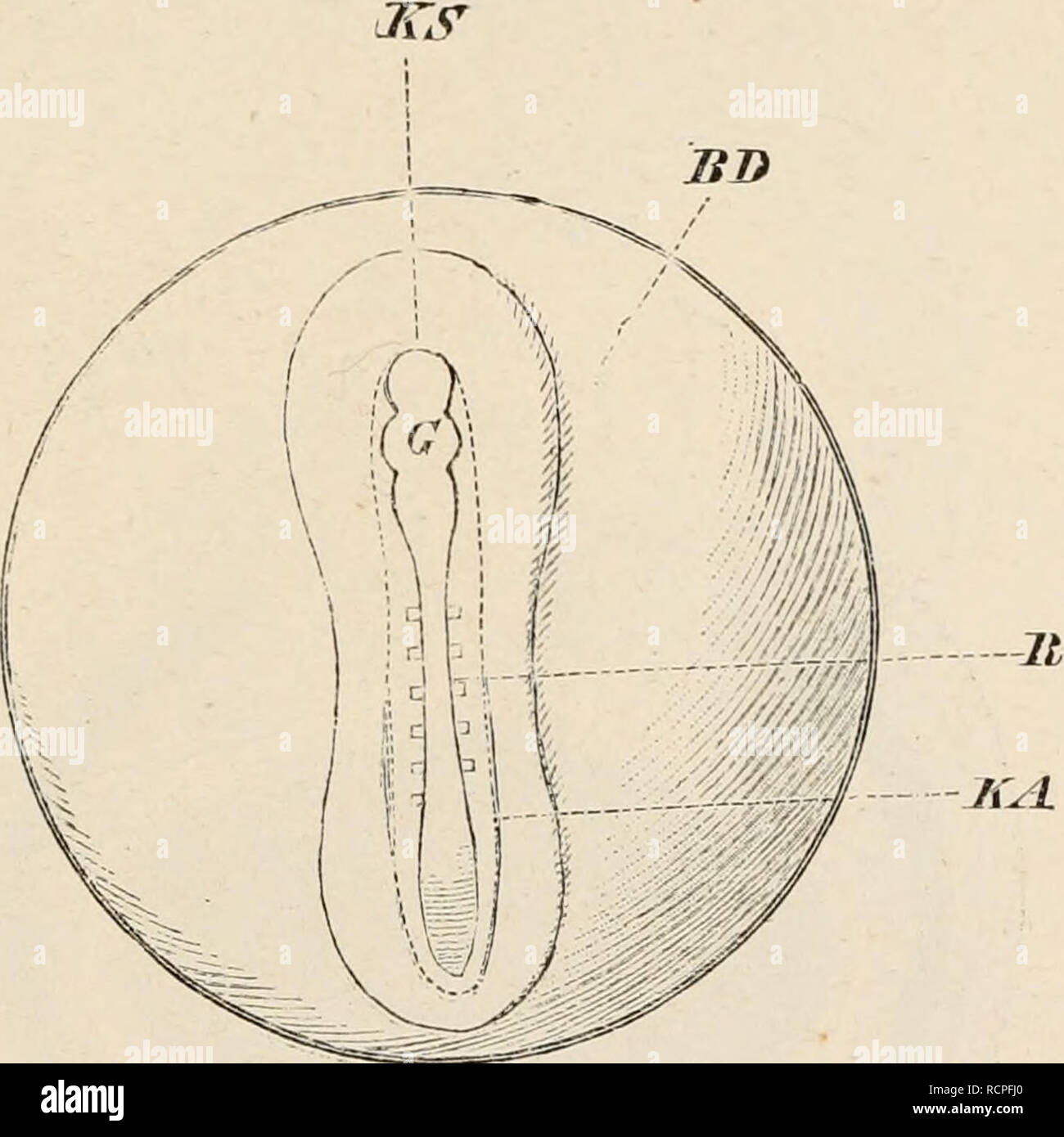 . Elements of the comparative anatomy of vertebrates. Anatomy ...