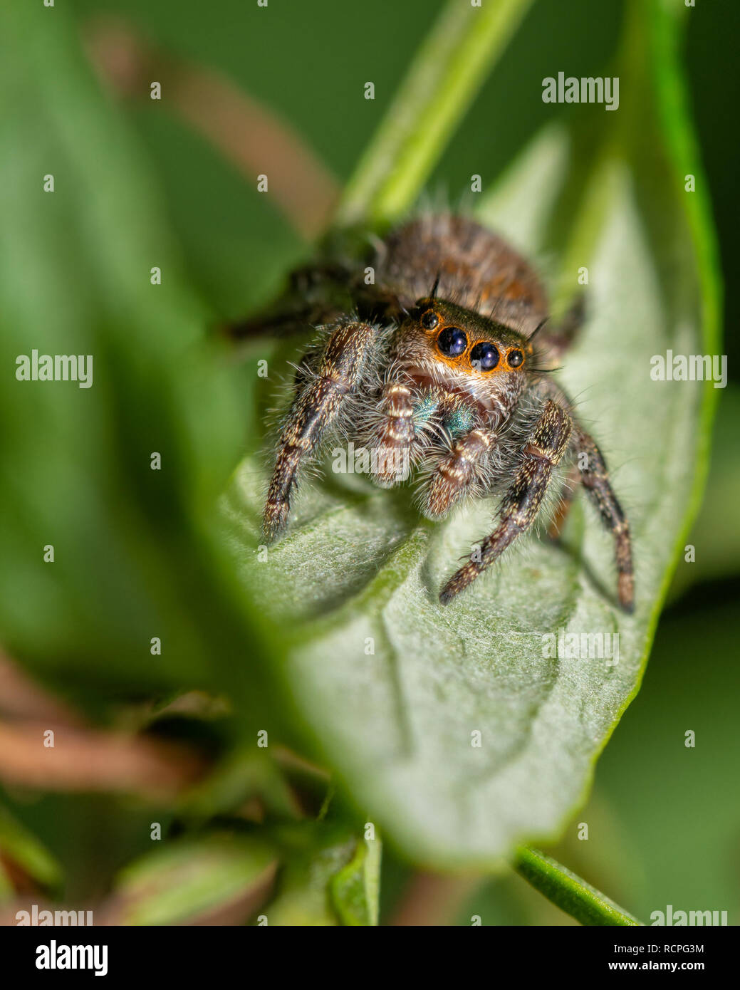 Adorable Phidippus princeps, Sinuous Tufted Jumping spider sitting on a leaf in fall garden, looking at the viewer with curiosity Stock Photo