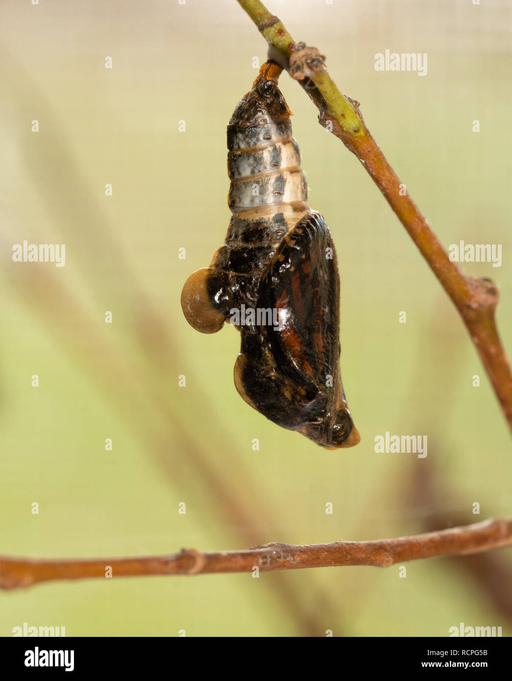 Viceroy butterfly in its chrysalis moments before eclosion, colors of wings visible through the shell Stock Photo
