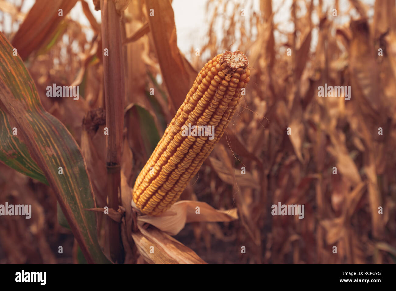Corn on the cob in cultivated field Stock Photo