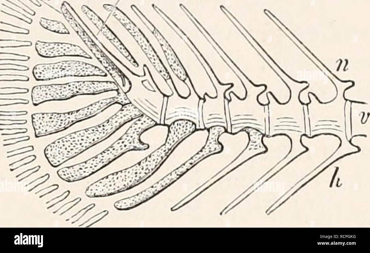 . Elements of comparative anatomy. Anatomy, Comparative. VERTEBRA OF ...