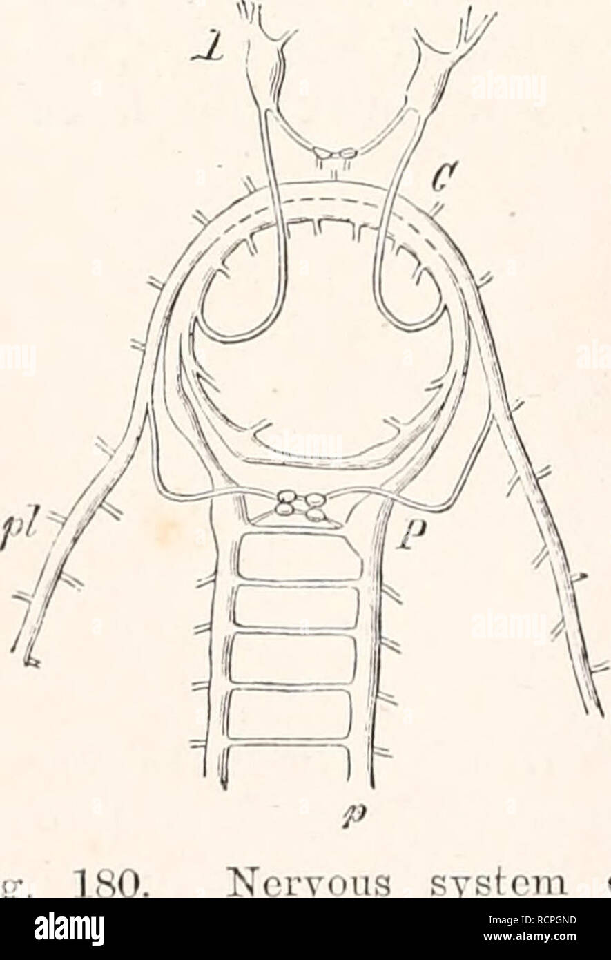 Elements Of Comparative Anatomy Anatomy Comparative 344 Comparative Anatomy Organs Which Are Placed In The Head Prove That These Ganglia Are Homologous With The Cerebral Ganglia Of Vermes And Of Arthropoda Elements Of Comparative Anatomy Anatomy Comparative 344 Comparative Anatomy Organs Which Are Placed In The Head Prove That These Ganglia Are Homologous With The Cerebral Ganglia Of Vermes And Of Arthropoda