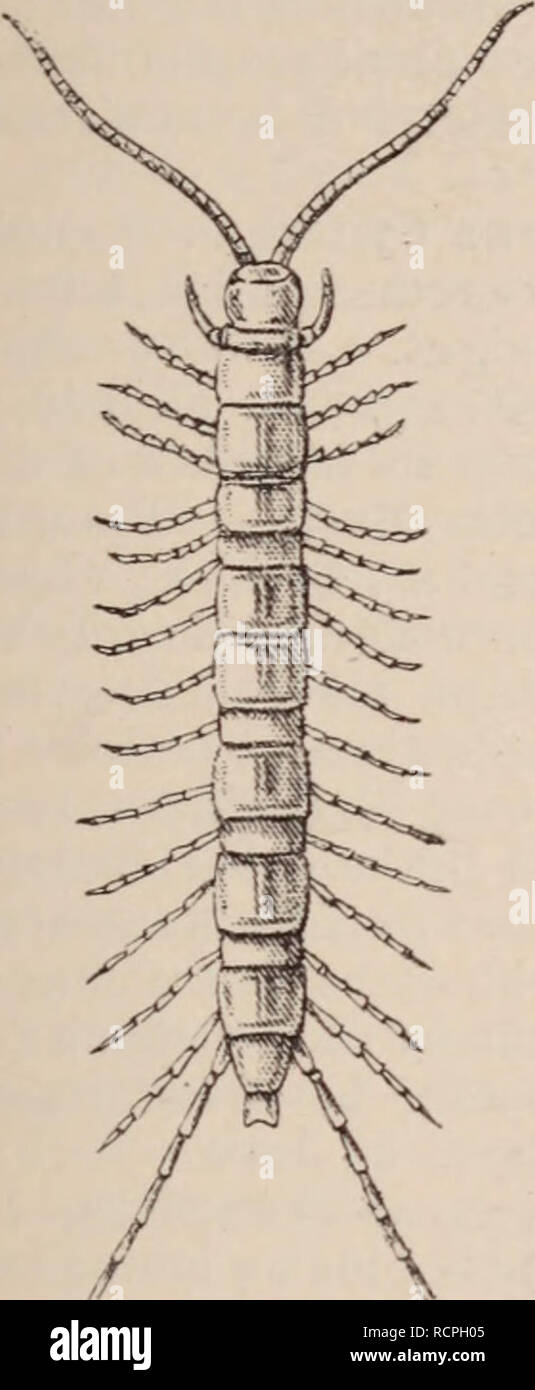 . Dictionnaire d'horticulture illustrÃ© / par D. Bois  prÃ©face de Maxime Cornu  avec la collaboration de E. AndrÃ© ... [et al.].. Horticulture; Dictionaries.. LI3S0CHILUS. â 777 â LITSEA. 002.   [Syn.: Eulophia streptopetaÃ®a Lindley] - SÃ©pales verts, tachÃ©s de brun pÃ¢le; pÃ©tales urnes ; labelle jaune, Ã lobes latÃ©raux blancs, Ã®arginÃ©s de brun. â Afrique centrale. Culture des Catasetum. Ach. F.. Fig. 5U â Lithobie a tenailles. LITHOBIE. Les Myriapodes du genre Lithobie doivent Ãªtre classÃ©s parmi les auxiliaires de l'horticulture, car ils se nourrissent d'insectes et de cloportes. La  Stock Photo