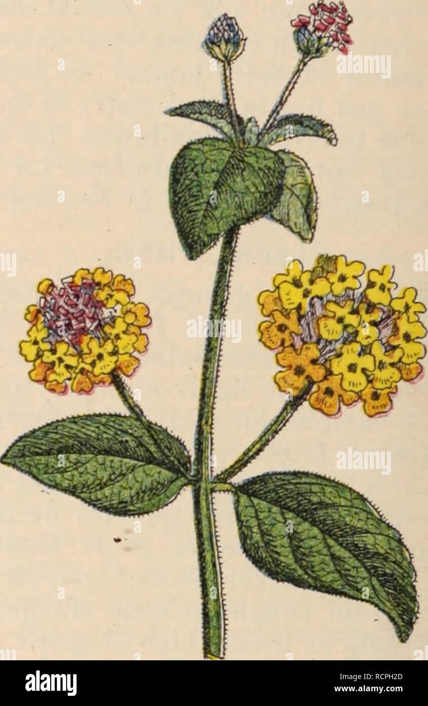 Dictionnaire D Horticulture Illustra C Par D Bois Pra C Face