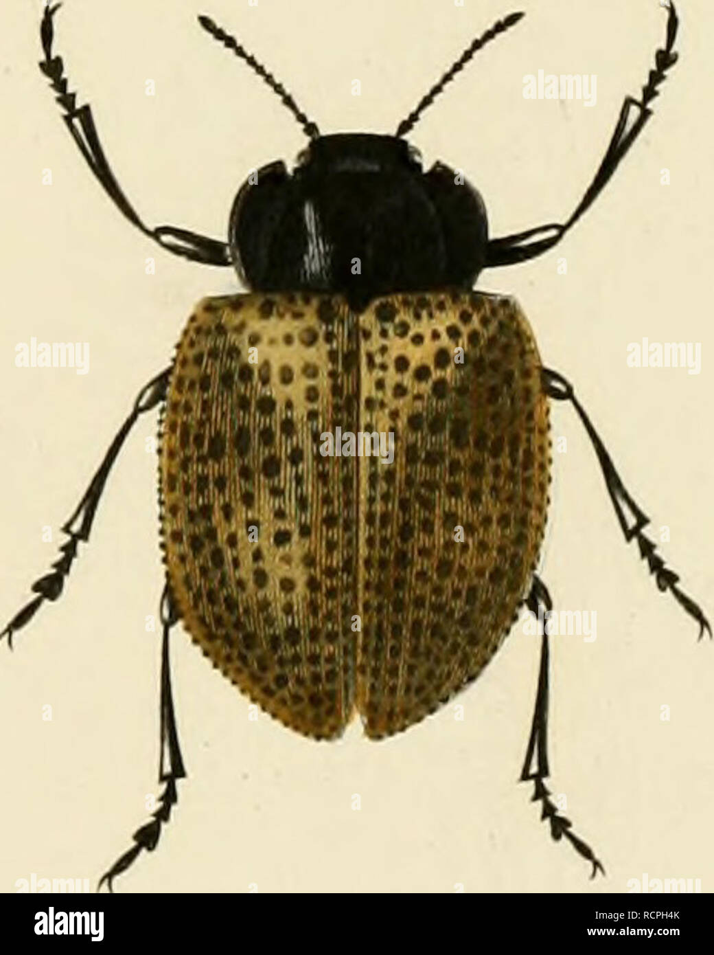 Dictionnaire Universel D Histoire Naturelle Atlas Natural History K A Y M Y Yr Xf Y V Sao I N Li A Laval Y Y 2 Y U R F Y F Ya V Y 01iirmia Lt Narfrim Ouuh A I Please Note That These Images Are Extracted From