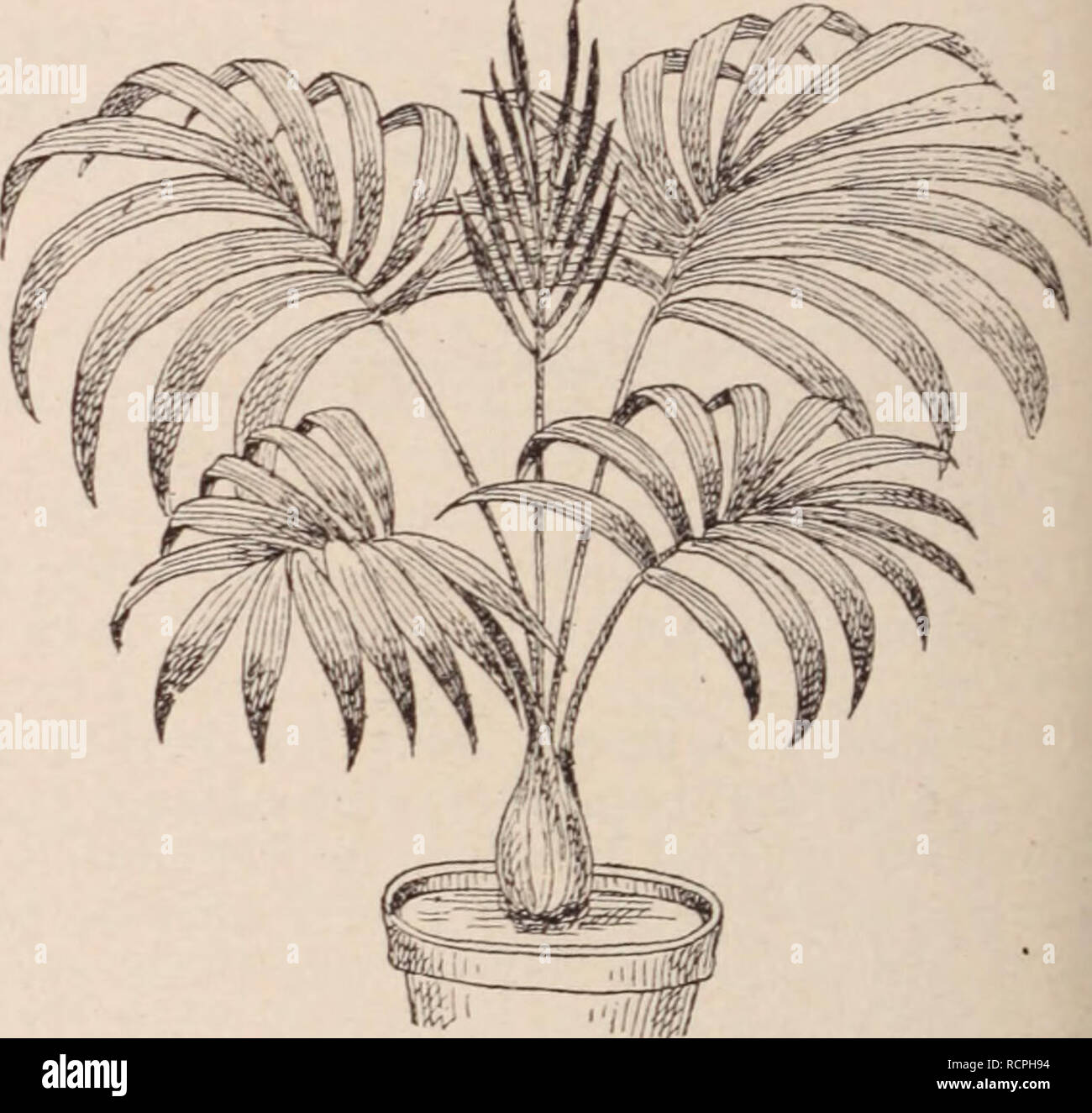 . Dictionnaire d'horticulture illustrÃ© / par D. Bois  prÃ©face de Maxime Cornu  avec la collaboration de E. AndrÃ© ... [et al.].. Horticulture; Dictionaries.. Fig. 481. â HOVEA ELLIPTICA D C. On pourrait encore cultiver: H lanigera Lodd. [Syn.: H. pannosa Cunn., B. 31. 3053]; H. longifolia R. Br., Bot. Reg. 614 ; H. Manglesii Lindl, Bot. Reo. t. 62: H. purpurea Sweet. Austr. 13; B. Reg. 1423 ; Lodd. B. Cab. 1457. Serre froide bien aÃ©rÃ©e; terre de bruyÃ¨re. Graines ou boutures au printemps. J. D. HOVENIA Thunb. (RhamnÃ©es) Arbres de moyenne taille, Ã files, alternes, presque disti- ques, pÃ© Stock Photo
