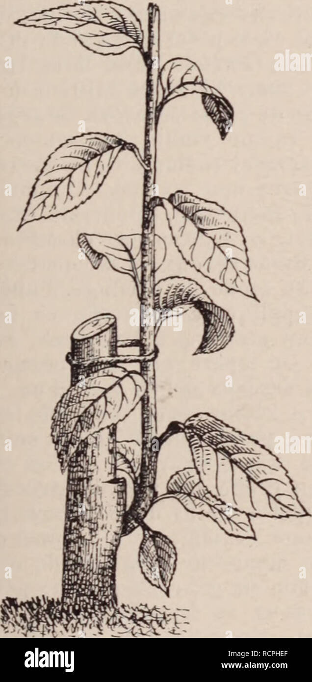 page 13 le cha high resolution stock photography and images alamy