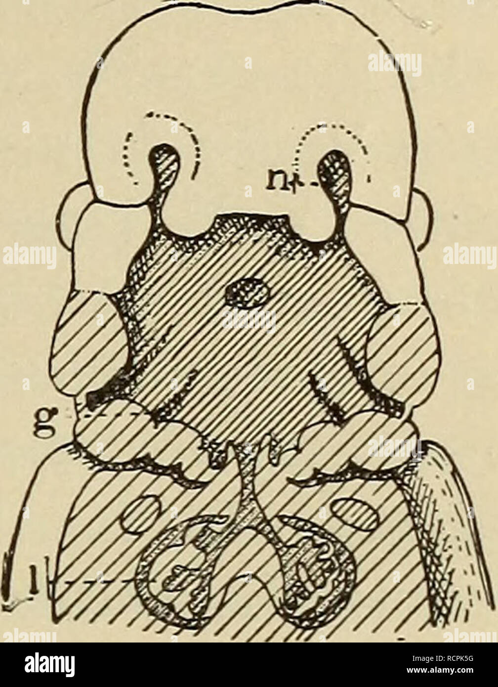 . Elements of comparative zoology. Zoology. VERTEBRATES. 309. Fig. 116.—Humanembryo (after Hertwig), with the floor of mouth and throat removed, to show the rudimentary gill- slits, g. I, lung; n, nos- tril, still connected with the mouth. apparently but a single slit externally. A little con- sideration will show that there is little real modification. In the anu- rous Amphibia a similar fold is found, but this unites again with the body-wall behind the gills, thus enclosing the external openings in an atrium, with but a single open- ing to the exterior (p. 337). In the Sauropsida and mammals Stock Photo