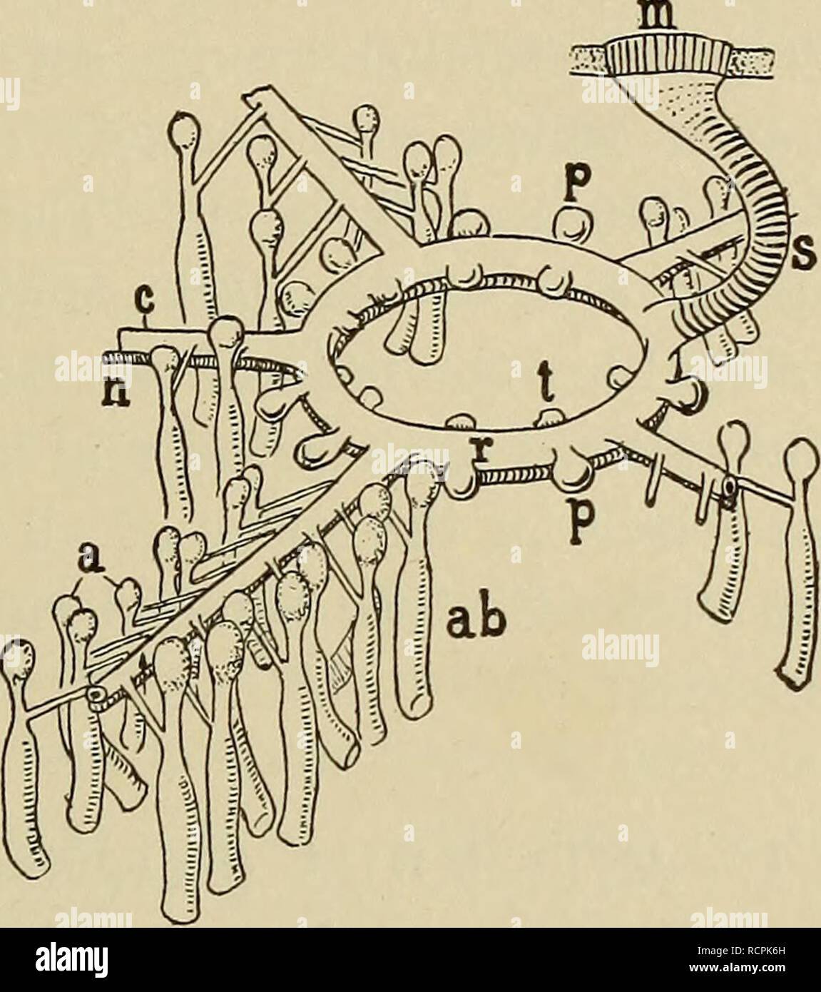 Starfish Ring Canal Function