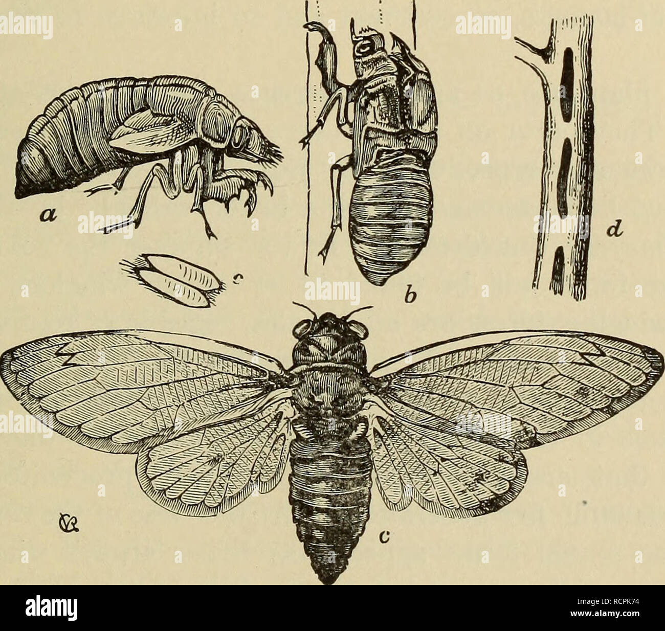 . Elements of comparative zoology. Zoology. INSECTS. 259 those familiar forms which have no other common name than 'stink-bug.' No one who has ever taken into his month a berry over which one of these animals has trav- elled can doubt the appropriateness of the name. How- ever, these bugs are not alone in their malodorous qualities; many others, like the squash-bug and bedbug, also secrete a strong-smelling fluid, which of course protects them from birds and other insect-eating animals. Among the Homoptera the cicadas come first. One of these, the 'dog-day locust' (it is not a locust at all),  Stock Photo