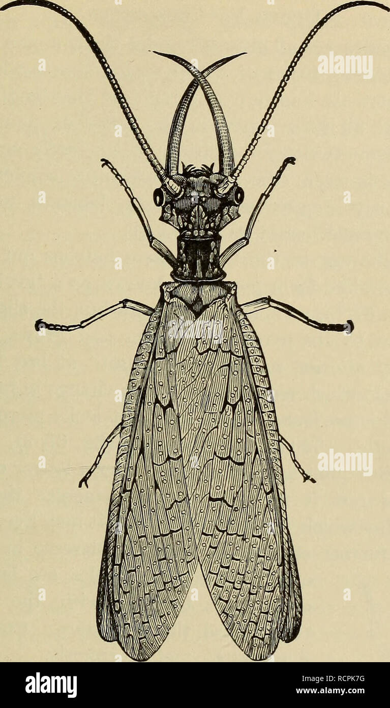 Elements of comparative zoology. Zoology. INSECTS. 249. Fig. 72