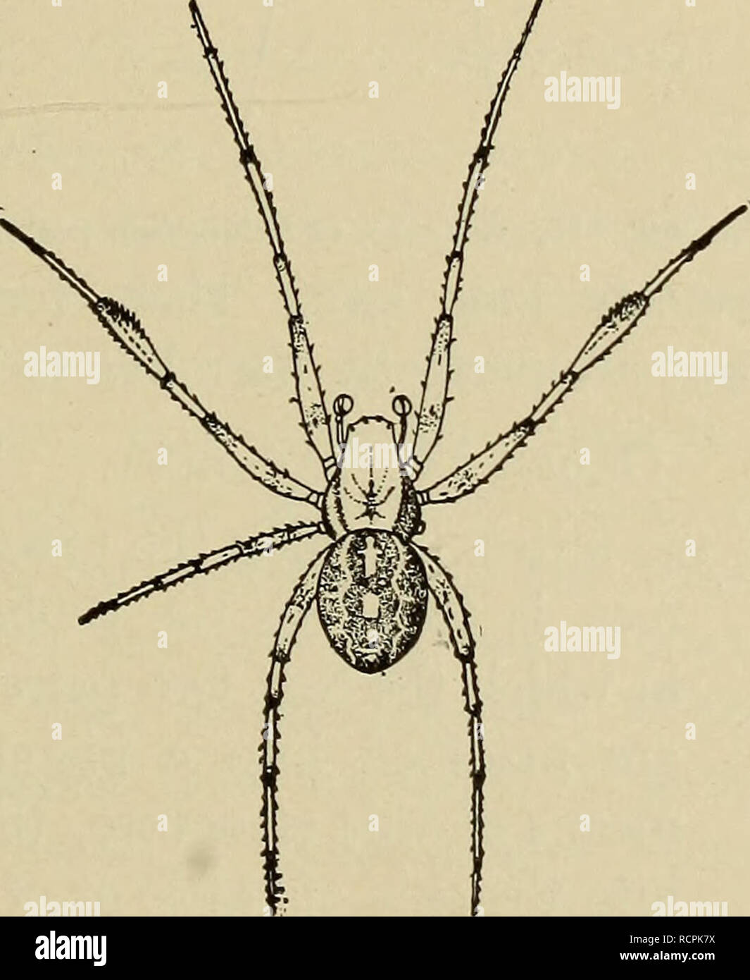 . Elements of comparative zoology. Zoology. ACERATA. 233 lower surface