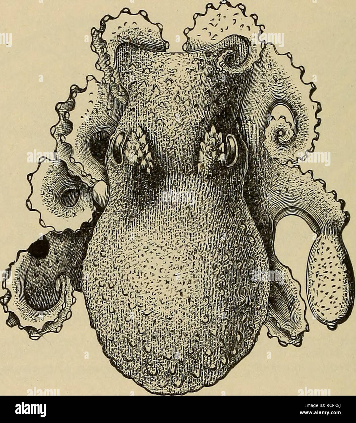 . Elements of comparative zoology. Zoology. 212 SYSTEMATIC ZOOLOGY. is ...