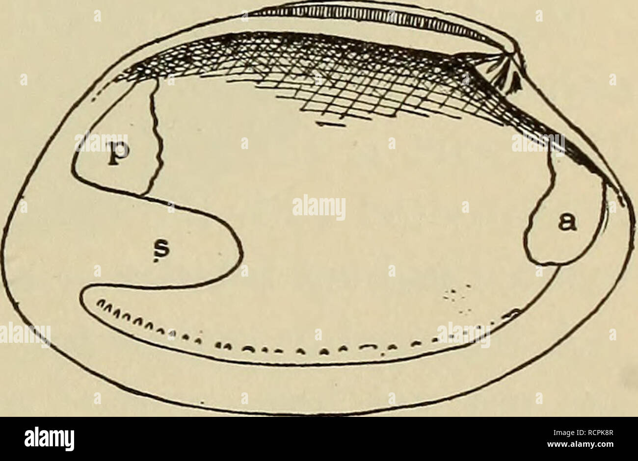 . Elements of comparative zoology. Zoology. Fig. 41.—Quahog (Venus