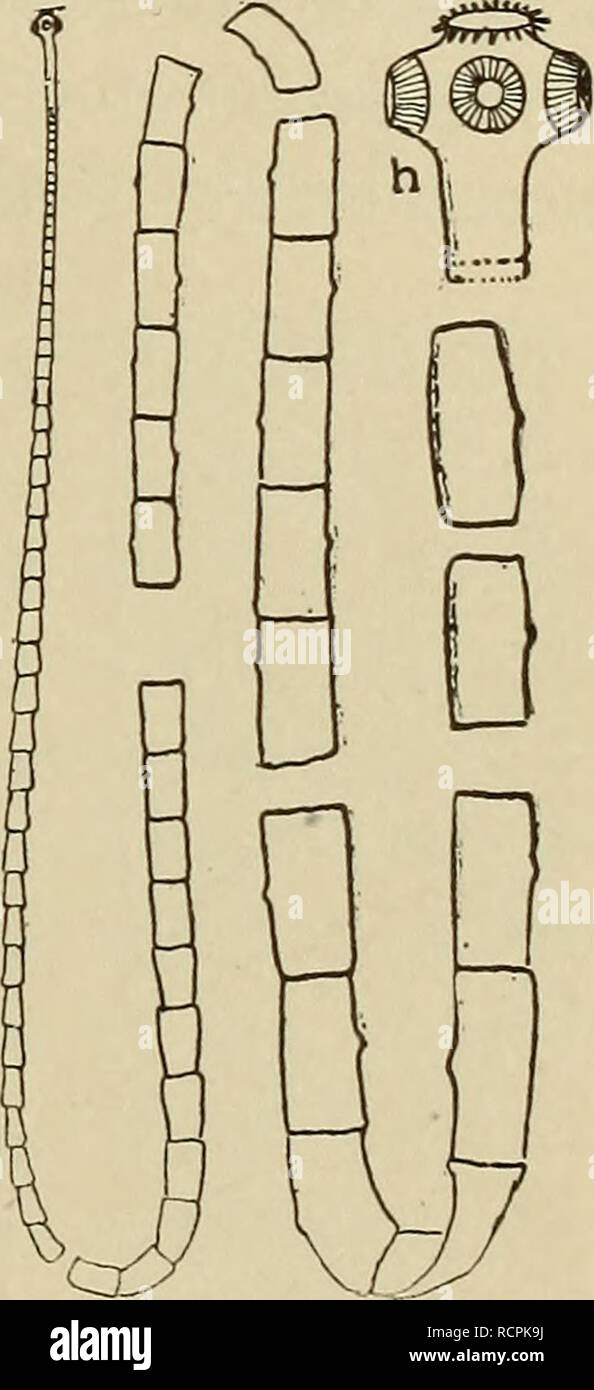 Page 2 Trematodes High Resolution Stock Photography And Images Alamy