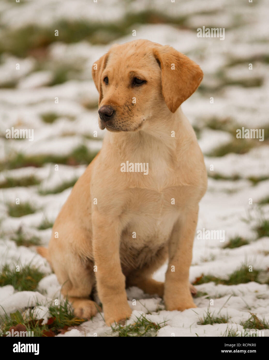 Golden Labrador Puppy Stock Photo - Alamy