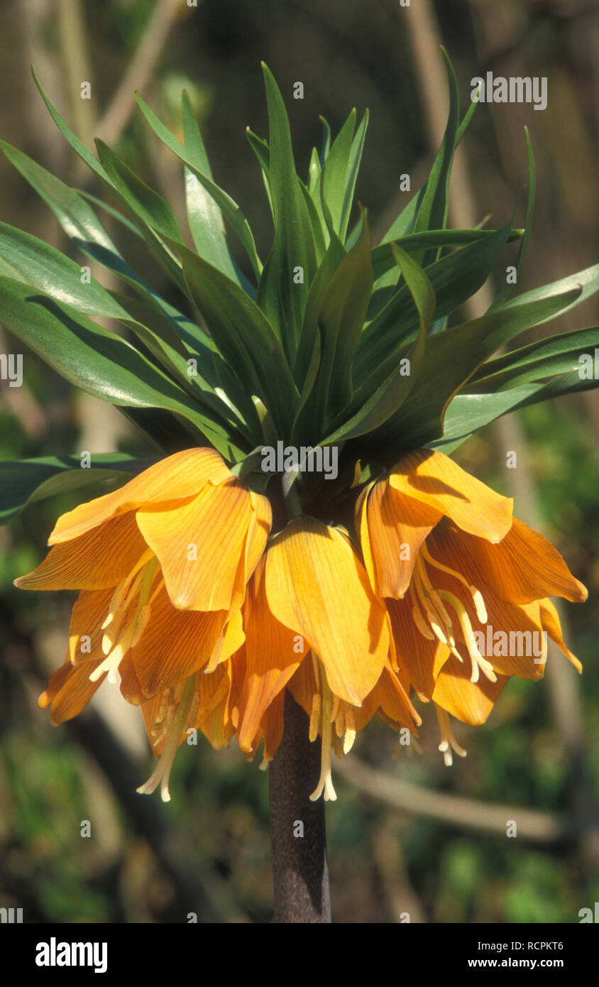 FRITILLARIA IMPERIALIS (KNOWN AS KAISERS CROWN, CROWN IMPERIAL OR IMPERIAL FRITILLARIA). Stock Photo