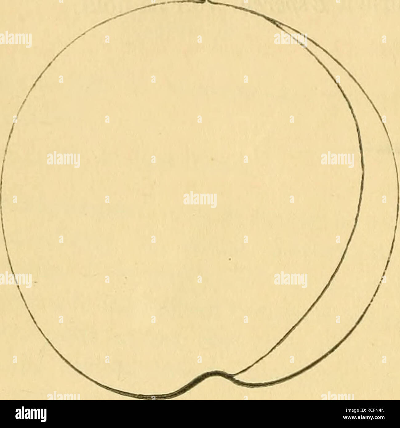 Dictionnaire De Pomologie Contenant Lhistoire La