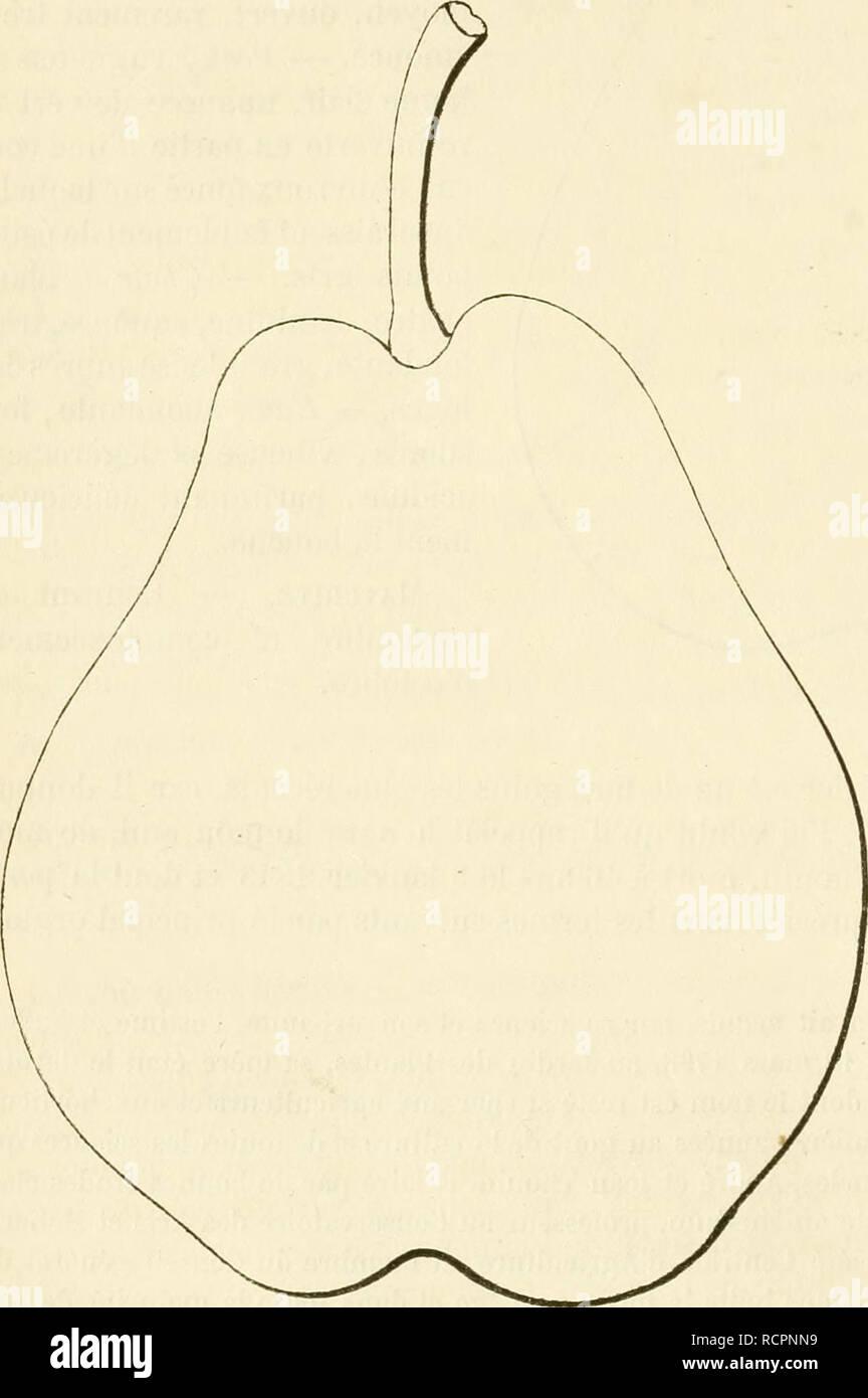 . Dictionnaire de pomologie, contenant l'histoire, la description, la figure des fruits anciens et des fruits modernes les plus gÂ©nÂ©ralement connus et cultivÂ©s. Fruit-culture. 332 LEF âLÃO Poire'LEFÃVRE. â Synonyme de BeurrÃ© de Morte fontaine. Voir ce nom. Poire de LÃGAT. â Synonyme de poire AngÃ©lique de Bordeaux. Voir ce nom. Poire LÃGIPONT. â Synonyme de poire Fondante de Charneu. Voir ce nom. 618. Poire LÃON GRÃGOIRE. nescription de l'arbre. â Bois : fai- llie. â Rameaux : peu nombreux, bien Ã©talÃ©s, courts et de grosseur moyenne, Ã peine gÃ©- niculÃ©s, d'un vert-brun cendrÃ©, abondam Stock Photo