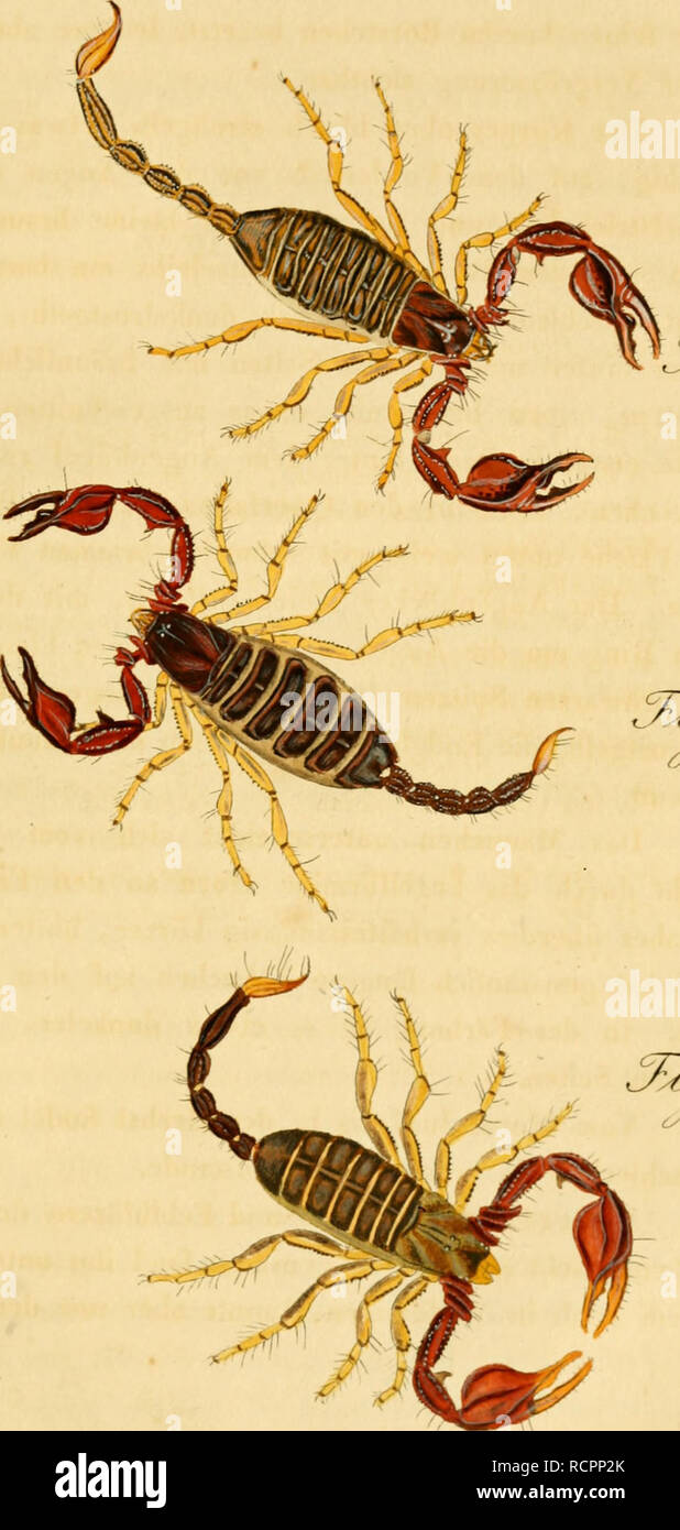 . Die Arachniden. Getreu nach der Natur abgebildet und beschrieben