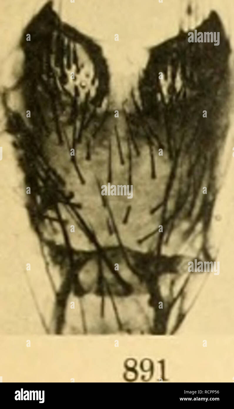 Die Anthomyiden Anthomyiidae Nova Acta Acad C L C G Nat Cur Vol Xcv Tab Xxxv Please Note That These Images Are Extracted From Scanned Page Images That May Have Been