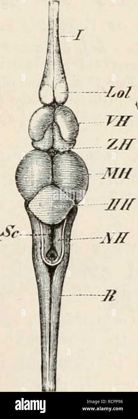 . Elements of the comparative anatomy of vertebrates. Anatomy, Comparative; Vertebrates -- Anatomy. Lol r L. FIG. 114.—BRAIN OF PERCH (Perm srhractser). (Side view.). Jt I FIG. 115.—BRAIN OF Perca schractser. (Dorsal view.) Lol, olfactory lobe ; VH, basal part of prosencephalon ; ZH, thalamencephalon ; MH, mesencephalon ; HH, metencephalon ; NH, myelencephalon ; R, spinal cord ; /, olfactory nerve ; //, optic chiasma ; V, trigeminal; UL, lobi inferiores ; Se, central sulcus at the bottom of the sinus rhomboidalis ; Lp, lateral elevations of the cerebellum (lobi posteriores).. Please note that  Stock Photo