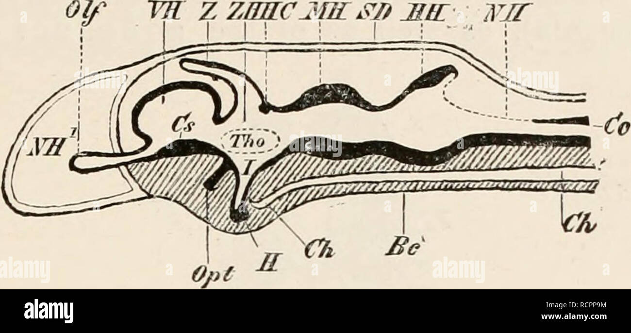 Infundibulation Types . Elements of the comparative anatomy of vertebrates. Anatomy ...