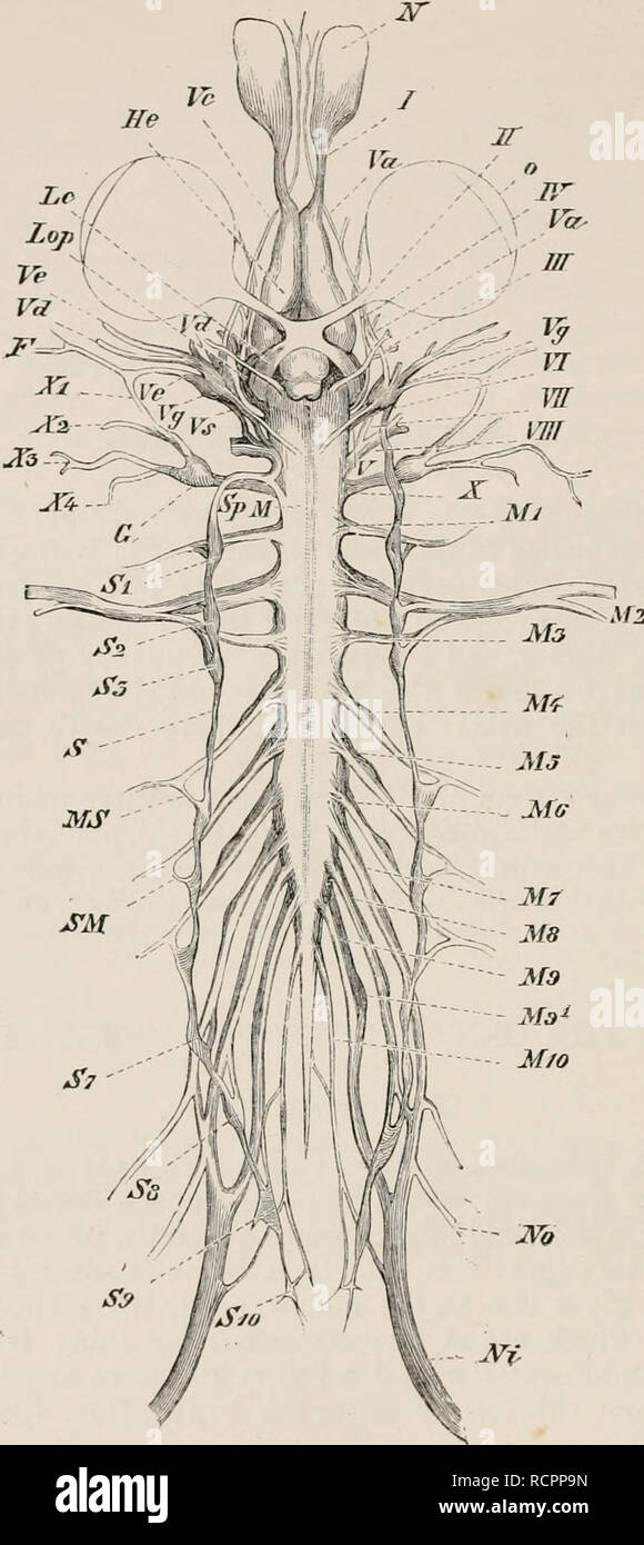 . Elements of the comparative anatomy of vertebrates. Anatomy, Comparative; Vertebrates -- Anatomy. 130 COMPARATIVE ANATOMY.. FIG. 104.—THE ENTIKE Nr.uvors SYSTEM OK TIIK Fi:m;. i After A. Ki-kn-.) (From the ventral side.) Hi', cereliral hemispheres (jirosencephalon) ; Lop, optic lobes (mesencephalon); J/, spinal cord ; Ml to Min, spiiuil nerves, which are connected at &lt;SJ/ Iiy liraiuliis (ranii coiiimuiiioantes villi the i^mslia (.S7 to H10] of the sympathetic (,V) ; Xn, femoral uerve ; ^V/, sciatic nerve ; 7 to A', first to tenth cranial nerves (for their names, see text) ; ('!, ganglia  Stock Photo