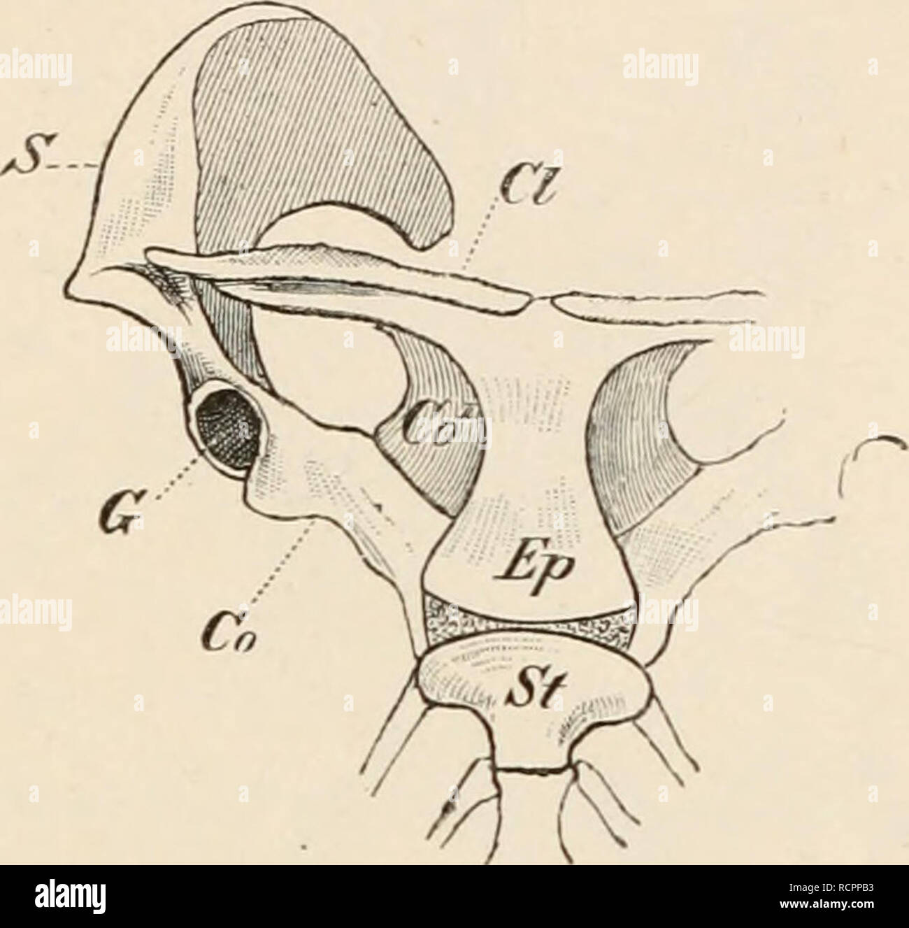 . Elements of the comparative anatomy of vertebrates. Anatomy, Comparative; Vertebrates -- Anatomy. PECTORAL ARCH. 91 Fu(Cl), for its relations to the rest of the pectoral arch and to the sternum). Amongst the Cursorial Birds, the Emeu (DromaBiis) and Casso- wary (Casuarius) possess rudimentary clavicles: in the others they are wanting. In Archseopteryx, the scapular region only of the pectoral arch has been satisfactorily made out, and this resembles that of existing Birds. Mammals.—In Monotremes only amongst Mammals does the coracoid extend ventrally to reach the sternum ; in all the others  Stock Photo