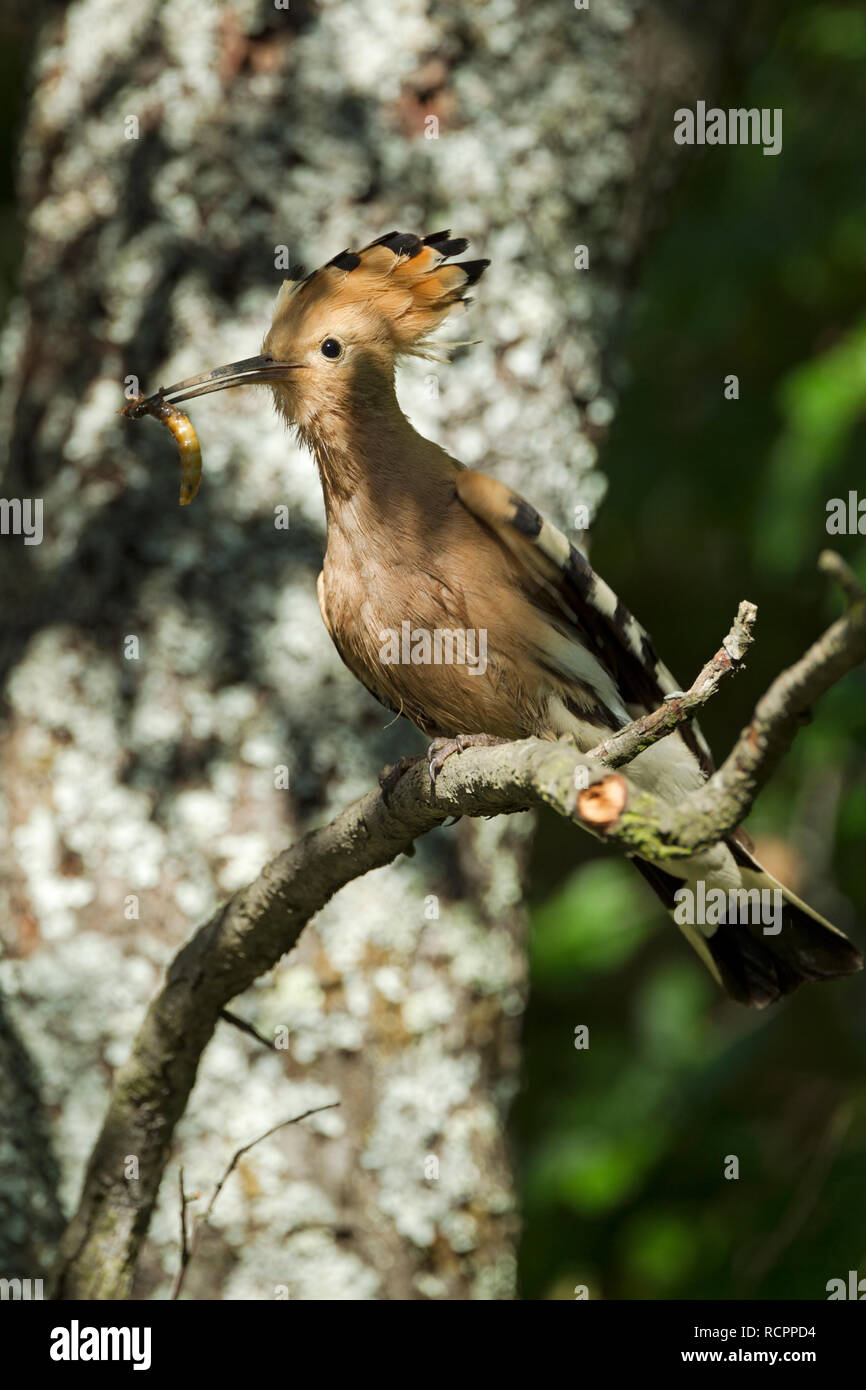 Hoopoe, Latin name Upupa epops, perched on a branch with crest raised and a grub in its beak in woodland habitat in dappled sunlight Stock Photo