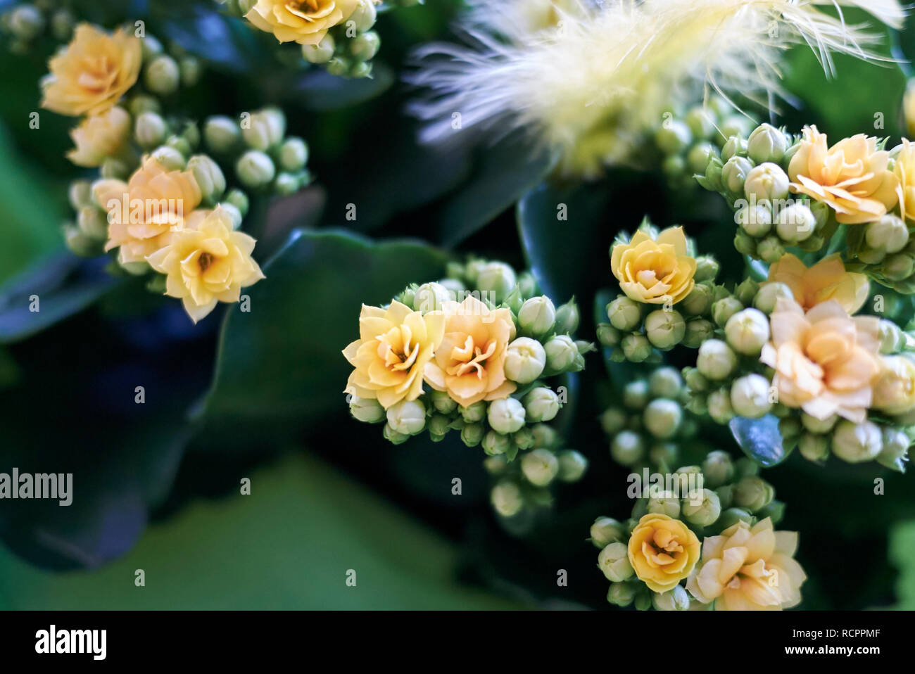 Yellow flowers Kalanchoe Stock Photo Alamy