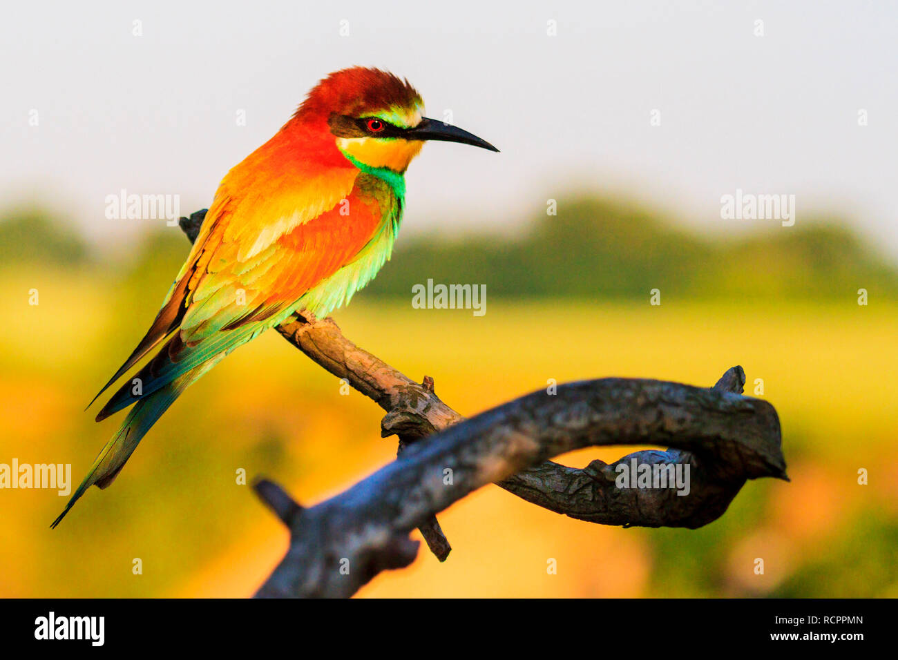 dreamy beautiful bird sitting on a branch Stock Photo