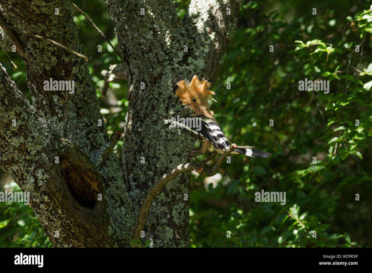 Hoopoe, Latin name Upupa epops, about to land on a branch next to its nest with crest raised in woodland habitat in dappled sunlight Stock Photo