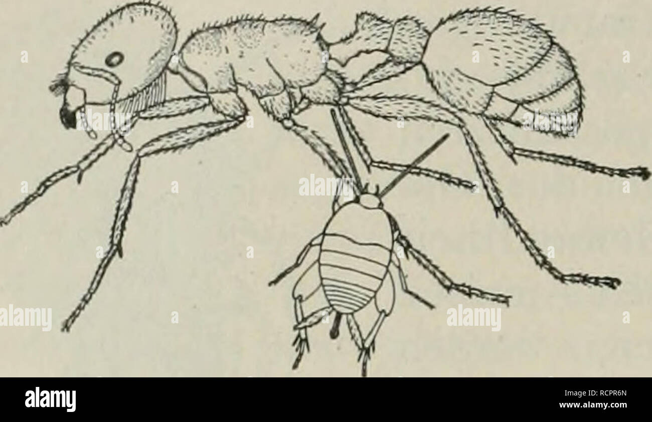 . Die Ameise. Schilderung ihrer Lebensweise. Ants. 240 Individuelle Symbiose. {Atelura, MyrmecophÃ¤a, ausnahmsweise Dinarda) oder sie lassen sich direkt aus dem Munde der Ameisen fÃ¼ttern {Myrmecophila, Harpa- gomyia) oder sie belecken auch die OberflÃ¤che der Ameisen, um der dort ausgetretenen Sekrete willen {MyrmecopMla) (Fig. 77) oder endlich sie leben als RÃ¤uber von der Brut ihrer Wirte i). Letzteres ist aber bei den Synoeken relativ selten: Wasmann beobachtete die AusÃ¼bung des RÃ¤uberhandwerks einige Male bei Dinarda, welche an kokonlosen Puppen und Eiern ihrer Wirte fraÃen, ferner Silv Stock Photo