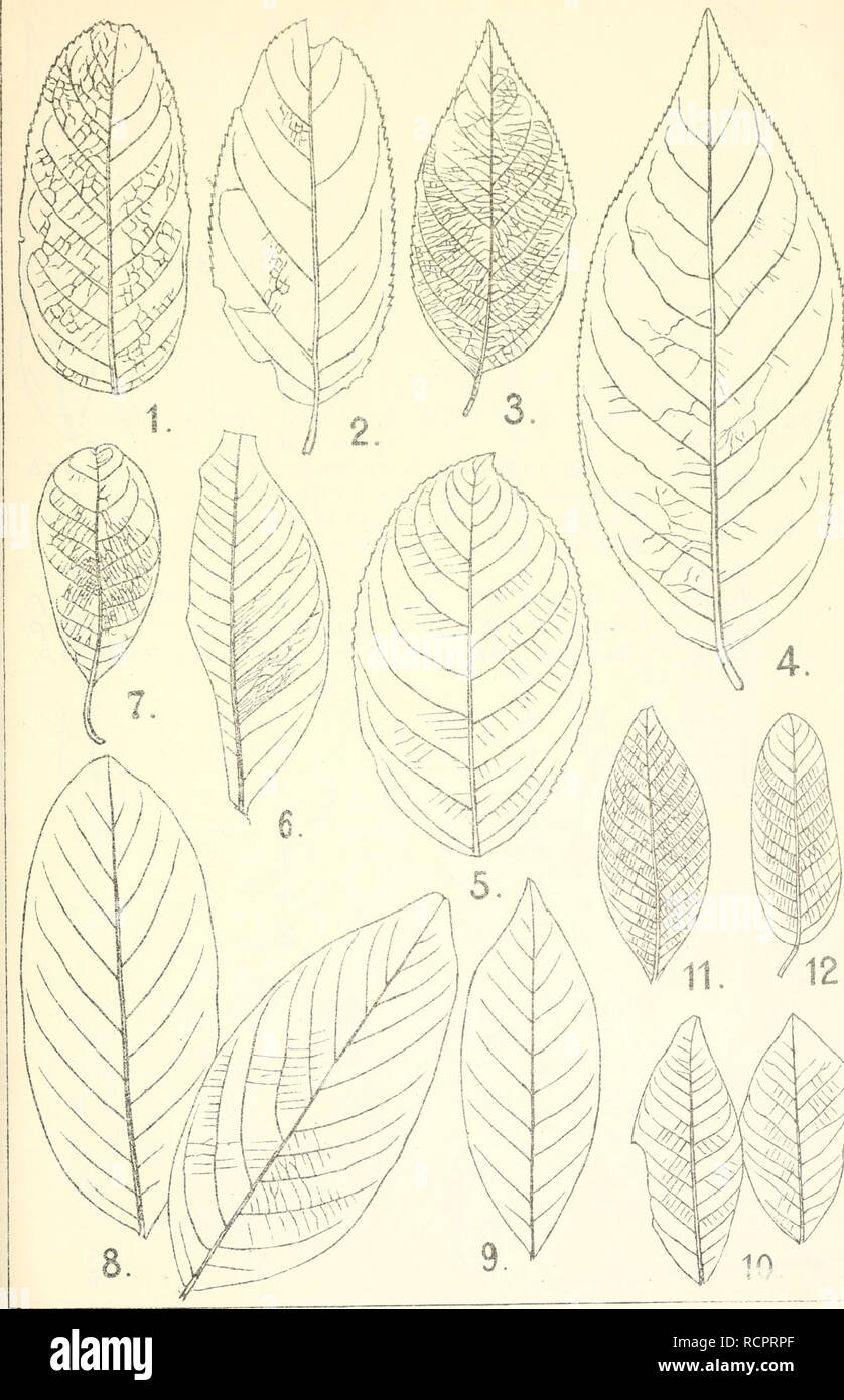 Die Alttertiare Flora Von Messel Bei Darmstadt Paleontology