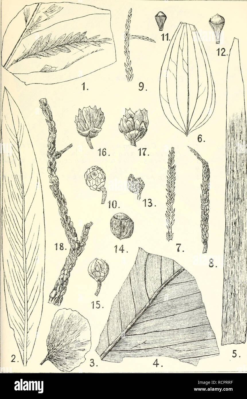 Die Alttertia Re Flora Von Messel Bei Darmstadt Paleontology