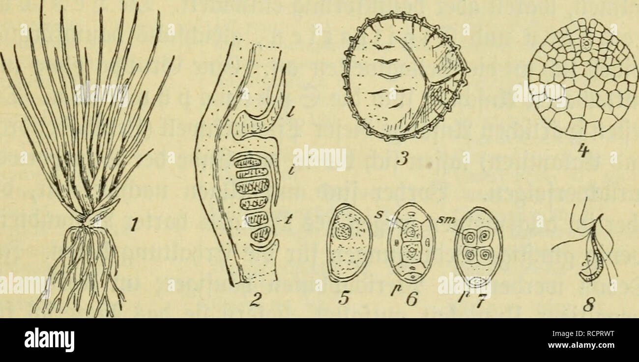 . Die Algen, Moose und Farnpflanzen.. Isoetales. 133 fiefelte Membranen; [ie roerben erft bnrd) ^ertoefnng ber ©porangien frei. 9lud) bie SO^alrof^orert entfiedert in größerer garjl im (Styoranginm. 3)ie ©ntroidlnng ber gefd)led)tlid)en (Generation finbet äljnlid) roie bei Selaginella ftatt, mir in nocl) etroaS mer)r rebugterter gorm. 3n öer SOltfrofJpore roirb gu* nädjft eine Heine linfenförmige .Belle abgegliebert, bie ein rnbimentäre3 $rotl)aflinm barftellt. S)er fReft tnirb §um Slntrjeribinm, inbem er in t&gt;ier fterile SBcmbgeflen nnb groei. £af. XXXV. l. Isoetes lacustris, gcmäe ^flan^e Stock Photo