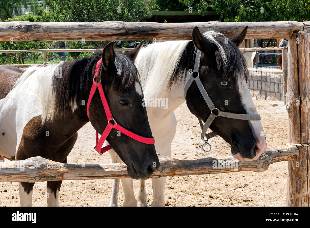 Two horses, one with blue eyes Stock Photo Alamy