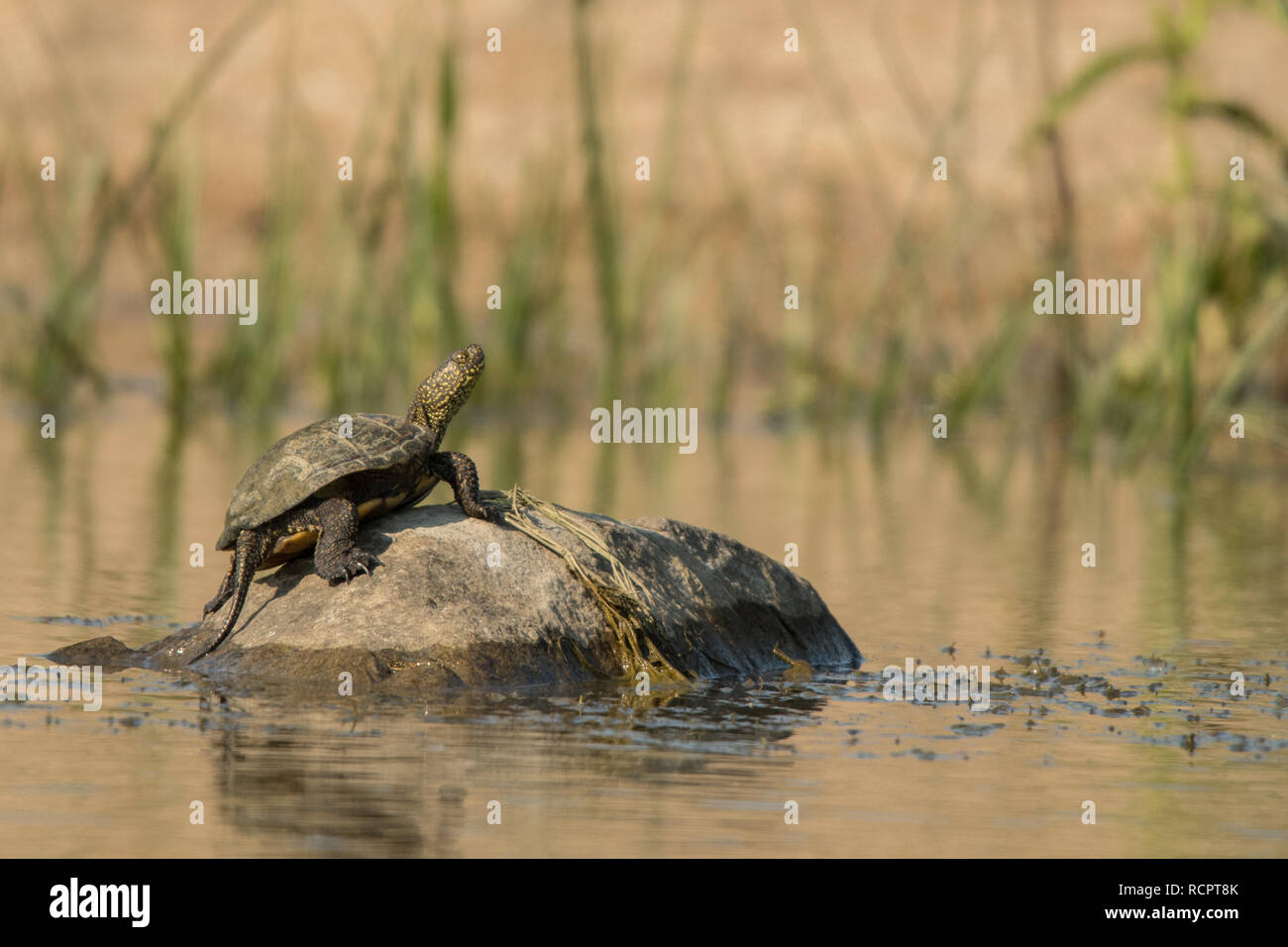 European Pond Turtle on the stone (Emys orbicularis). Black Sea coast. Bulgaria. Stock Photo