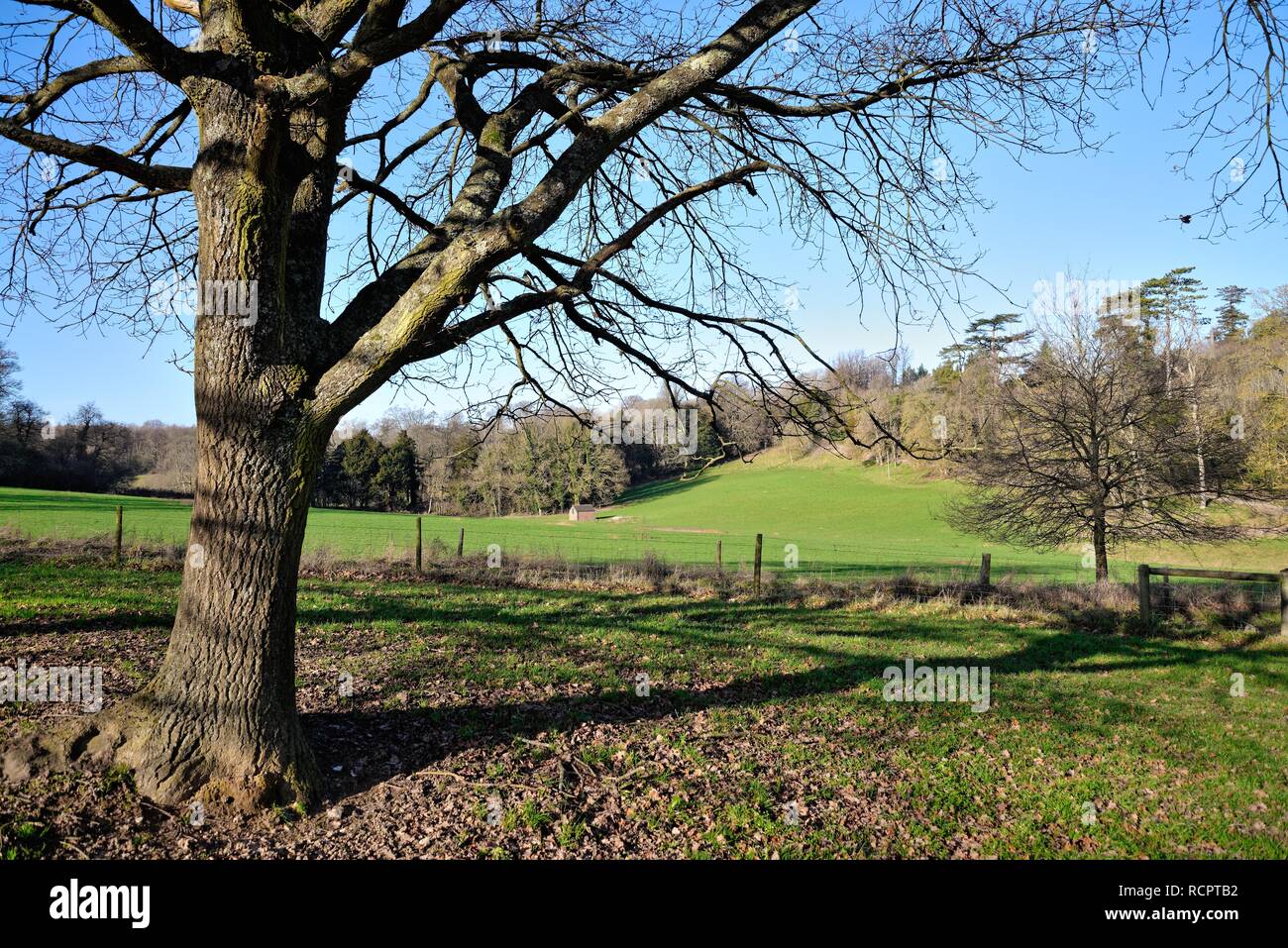 Countryside at Ranmore Common Surrey Hills on a sunny winters day, near