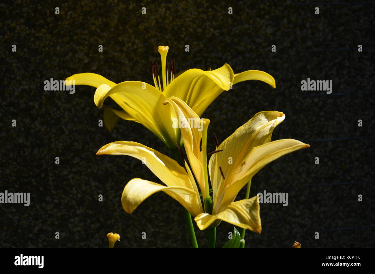 yellow lilies flower plant Stock Photo