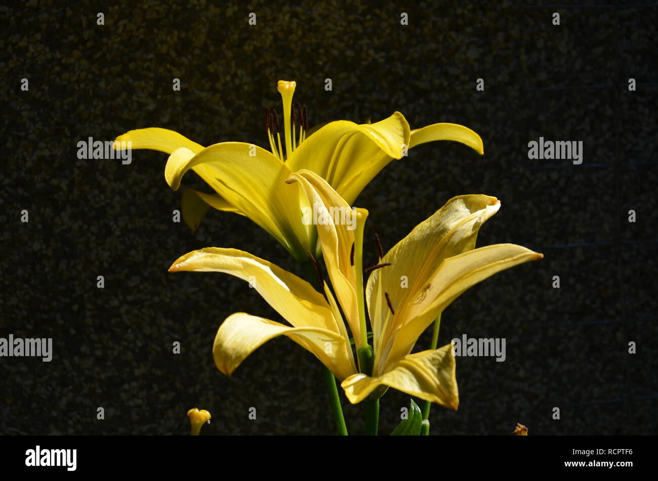 Yellow pond lilies hires stock photography and images Alamy