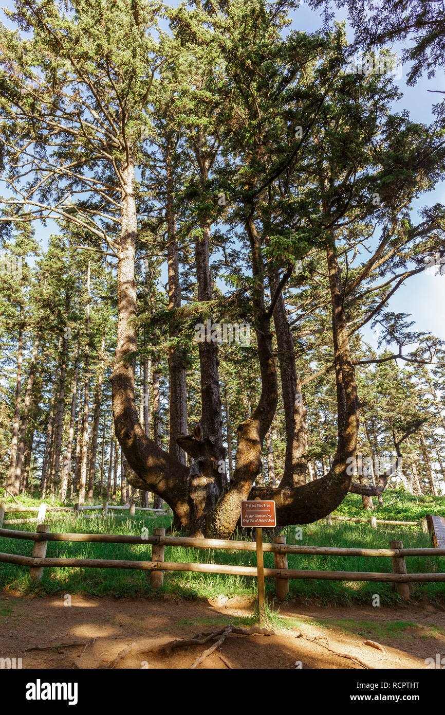 Massive oddlyshaped Octopus Tree (also known as the Council Tree, the