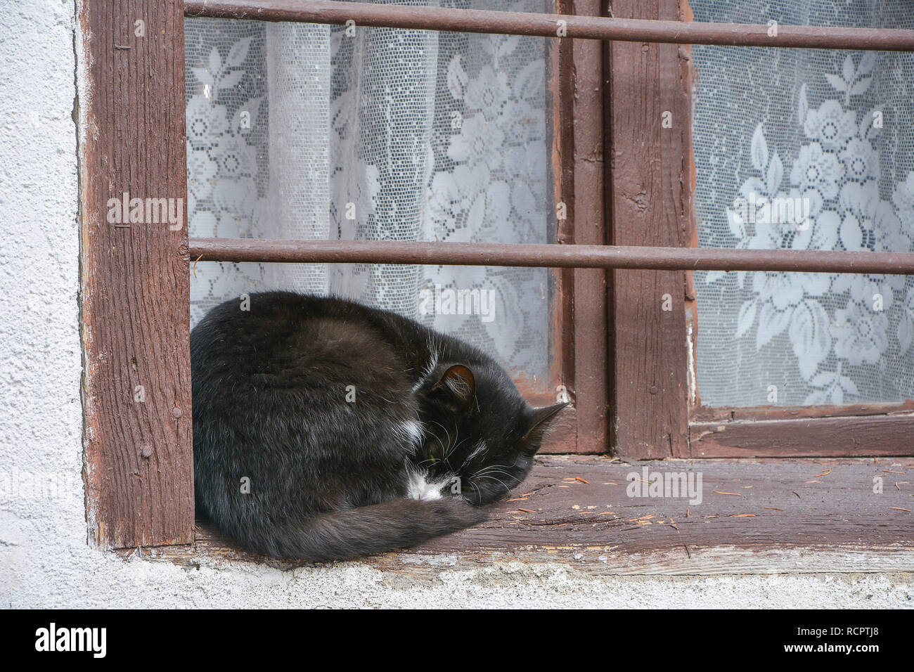 sleeping cute cat on windows Stock Photo Alamy