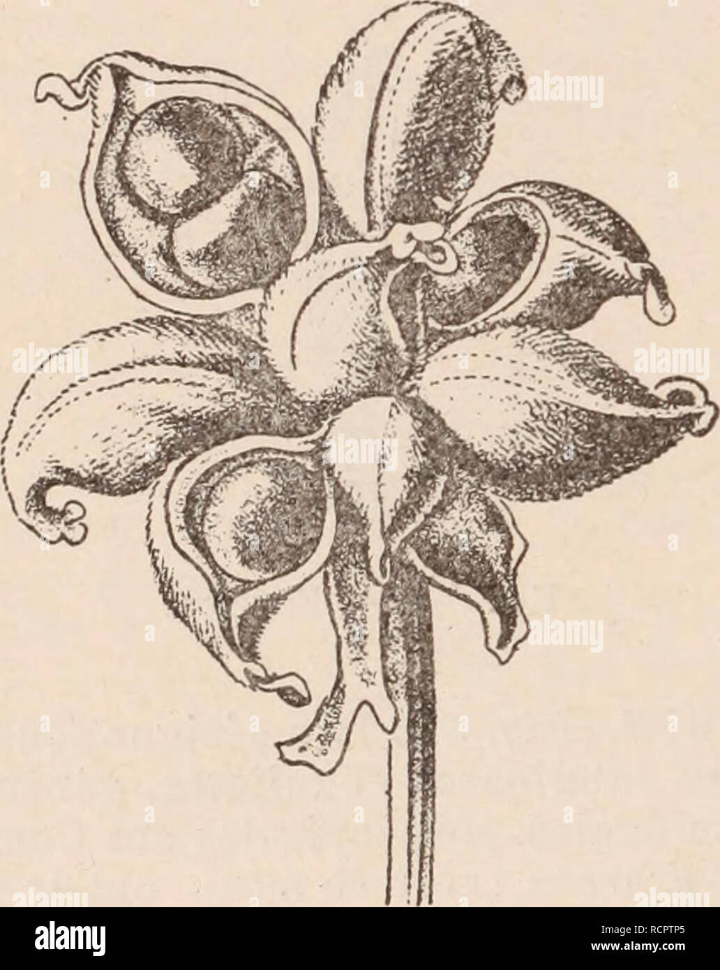 Dictionnaire Dhorticulture Illustrã Par D Bois Prãface