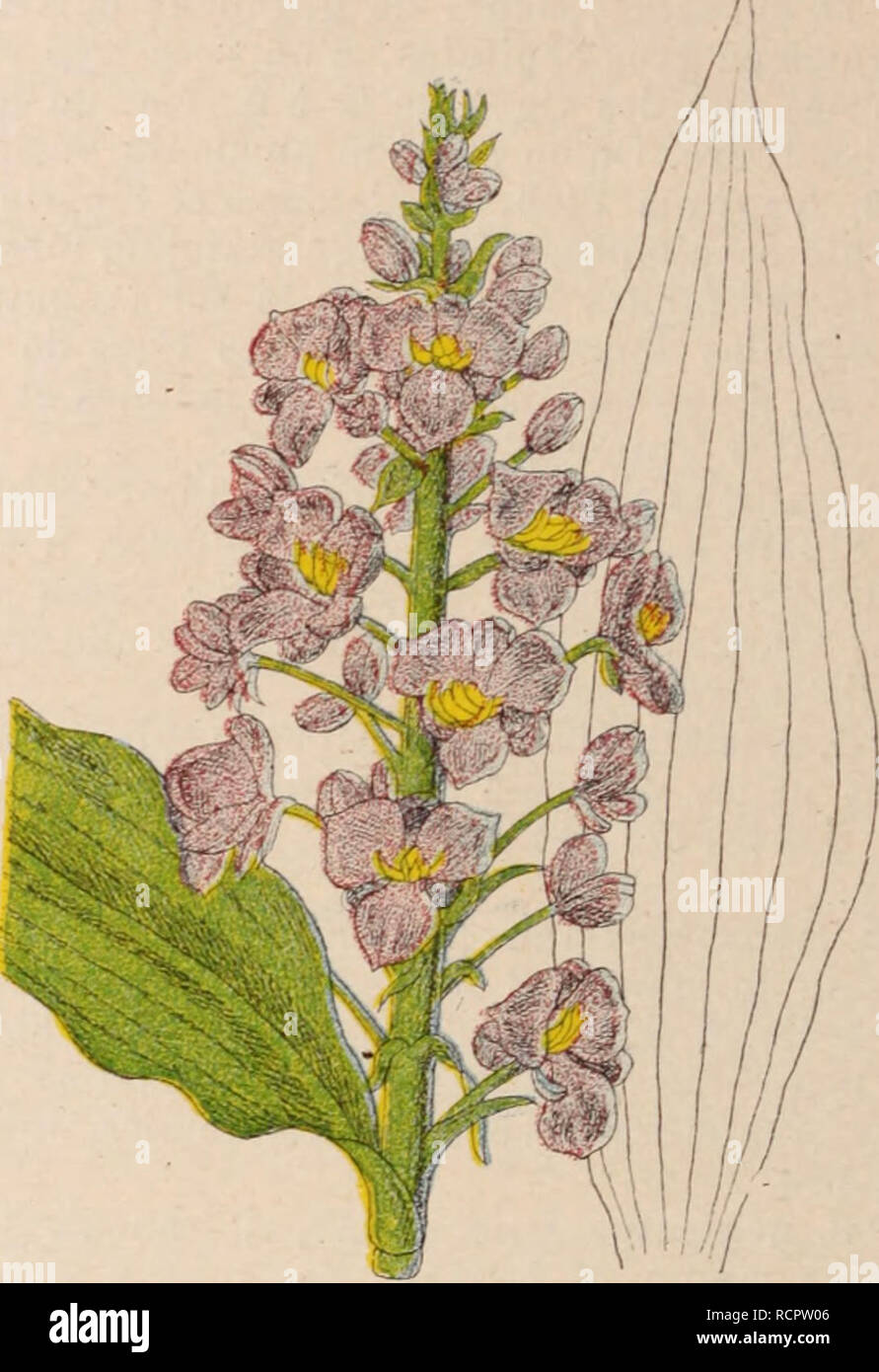 . Dictionnaire d'horticulture illustrÃ© / par D. Bois  prÃ©face de Maxime Cornu  avec la collaboration de E. AndrÃ© ... [et al.].. Horticulture; Dictionaries.. DICENTRA. â 440 â DICKSONIA. d'un Ã©peron, caractÃ¨re qui distingue ce genre des Fumeterres. Etainines 6. soudÃ©es en 2 faisceaux opposÃ©s; ovaire uniloculaire; capsule poly- sperme, dÃ©hiscente, contenant 10-20 graines noires et luisantes; 18 espÃ¨ces, appartenant Ã l'Asie centrale et orientale et Ã l'AmÃ©rique sep- tentrionale. D. canadensis DC. (Corydalis canadensis Gold.) â AmÃ©rique sept. -- Plante presque succulente, Ã racine un p Stock Photo