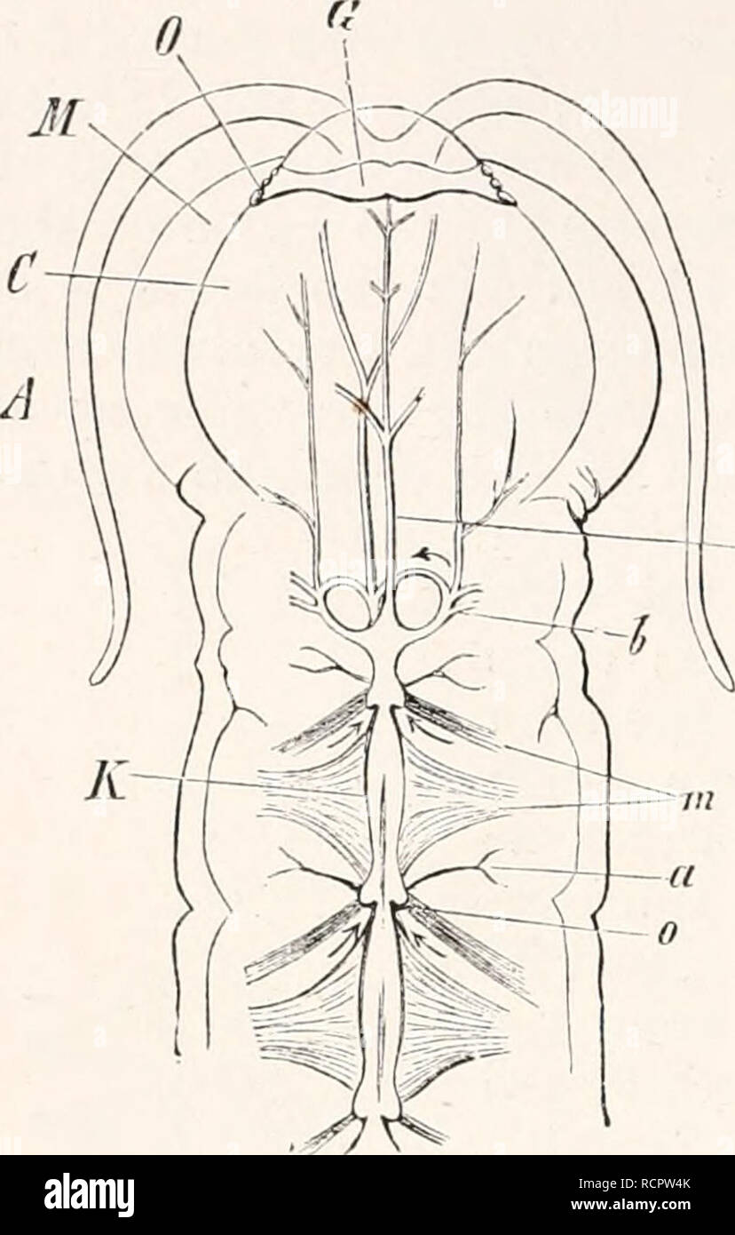 . Elements of comparative anatomy. Anatomy, Comparative. 28 i COMPARATIVE AXATOMY. connection between the external segmentation of tlie body, and its internal organisation. Herein we may recognise a lower stage. The chambers (Fig.. Fig. 117. Head and two segments of the body of Scolopendra, with the most anterior portion of the blood- vascular system. G Head. 0 Supra- cesophageal ganglion (Cerebrum). 0 Eyes. M Mandibles. A Antennae. K Chambers of the Heart, m Ahe cordis. 0 Venous ostia. a Lateral arteries, b Arterial arches, c Cephalic artery (after Newport). 147, K) arc again separated from o Stock Photo