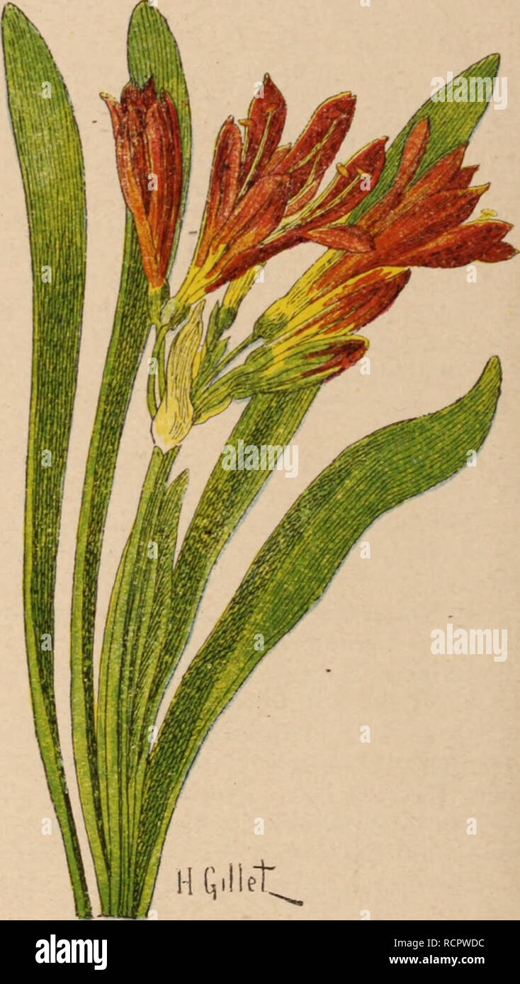 . Dictionnaire d'horticulture illustrÃ© / par D. Bois  prÃ©face de Maxime Cornu  avec la collaboration de E. AndrÃ© ... [et al.].. Horticulture; Dictionaries.. H .E, Il et Fig. 231. Glianthus Dampieri Cuiiu. Clintonia degansVougl j y ir DoWningia. CUntoma pulchella Lindl. | CLITORIA L. (LÃ©gumineuses-PhasÃ©olÃ©es.) Pl. humbles ou volubiles, ailles. pVurifoliolÃ©es, mu- nies de stipules persistantes, Ã il. gÃ©nÃ©ralement gi andes, purpurines, bleues, blanches ou rouges, selon les esp., accompagnÃ©es ,dc bractÃ©es per- sistantes. Calice Ã tube cylindrique, Ã n divis.; les 2 supÃ©r. ovales, acumi Stock Photo