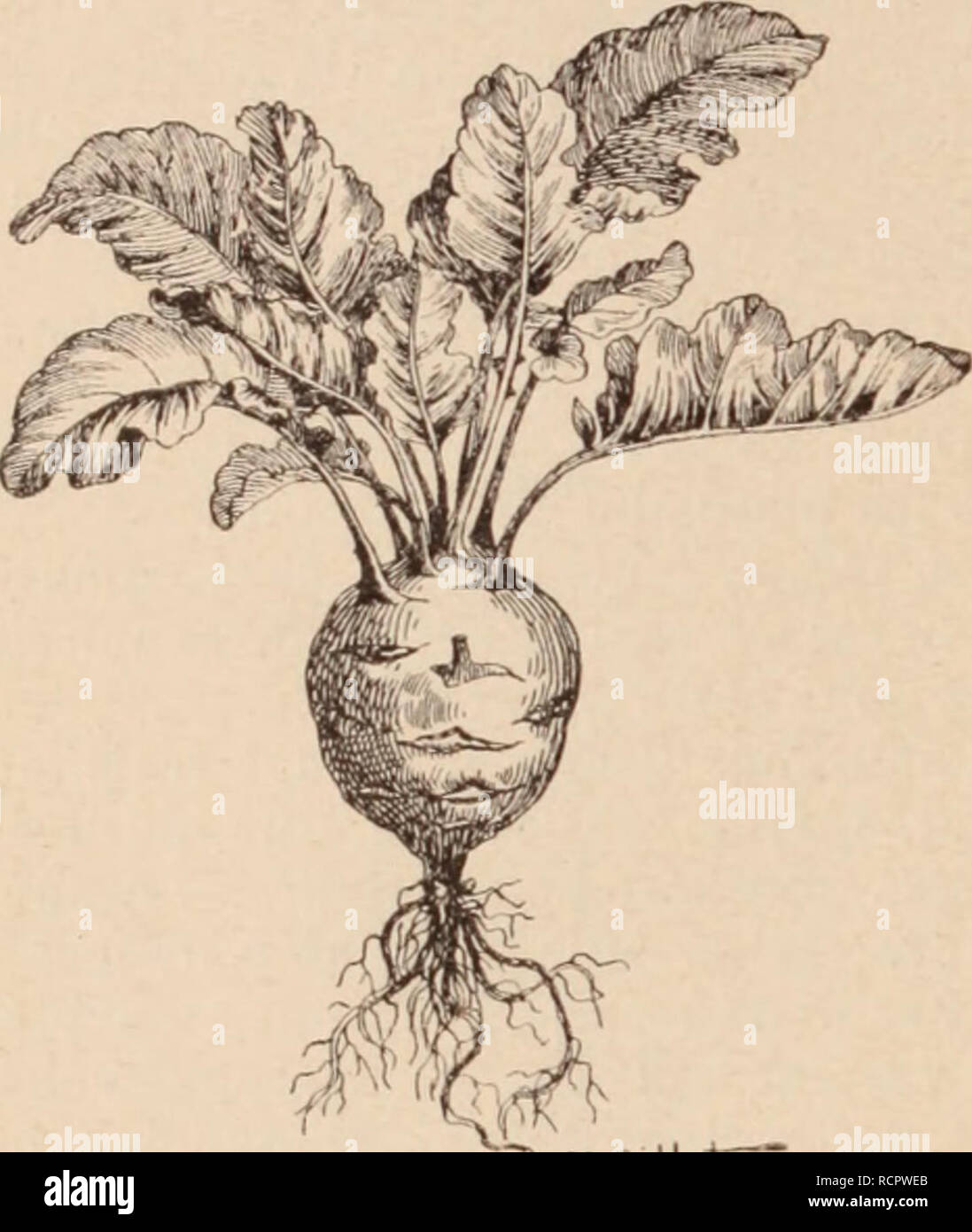 . Dictionnaire d'horticulture illustrÃ© / par D. Bois  prÃ©face de Maxime Cornu  avec la collaboration de E. AndrÃ© ... [et al.].. Horticulture; Dictionaries.. CHOUX. - 314 - CHOUX. 3e leur volume ils sont excellents. En faisant dos semis tardifs, on peut en conserver tont l'hiver. Pour les premiÃ¨res saisons, oh emploie les C.-rave blane de Vienne, et violet de Vienne, var. trÃ¨s hÃ¢tives qui se forment rapidement Les C- rave blanc ordinaire et violet, pins tardifs, don- nent aussi un rendement pins fort. On sÃ¨me d'ordinaire d'avril Ã juin et La mise en place (1 mois environ aprÃ¨s le sdftai Stock Photo