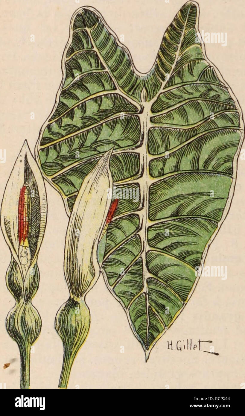 . Dictionnaire d'horticulture illustrÃ© / par D. Bois  prÃ©face de Maxime Cornu  avec la collaboration de E. AndrÃ© ... [et al.].. Horticulture; Dictionaries.. AL&lt; IOASIA. - (U â ÃLOE. ders.; A. picta, var. Lowi Hook.; A. Veitchi Sehott] (B. M., t. 5947) prÃ©sente des feuilles Ã pÃ©tioles striÃ©s de vert- Ã la, base, Ã partie supÃ©- rieure panachÃ©e de vert et de rose et Ã Limbe veinÃ© et nmrginÃ© de blane. A. macrorhiza Sehott. [Colocasia macrorhiza Sehott.; C.odora Brongt., e parte; Caladium odo- rant Bot, Reg.] â B. R., 641. â Inde. â Tige de 2 Ã 5 m. Feuilles cordiformÃ¨s, vertes. Grand Stock Photo